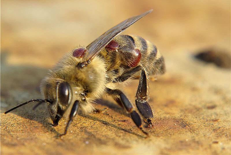 Symptome einer Bienenkrankheit
