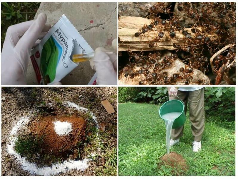hogyan lehet megszabadulni a kert hangyáitól