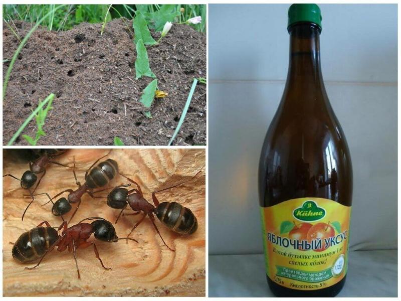 środki ludowe dla mrówek