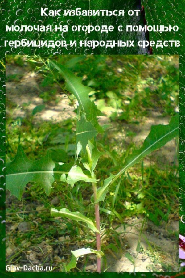 jak se zbavit milkweed v zahradě
