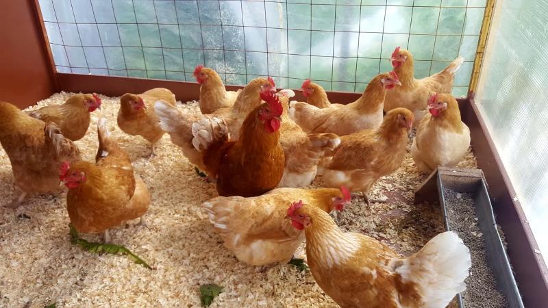 как да се хранят кокошки у дома