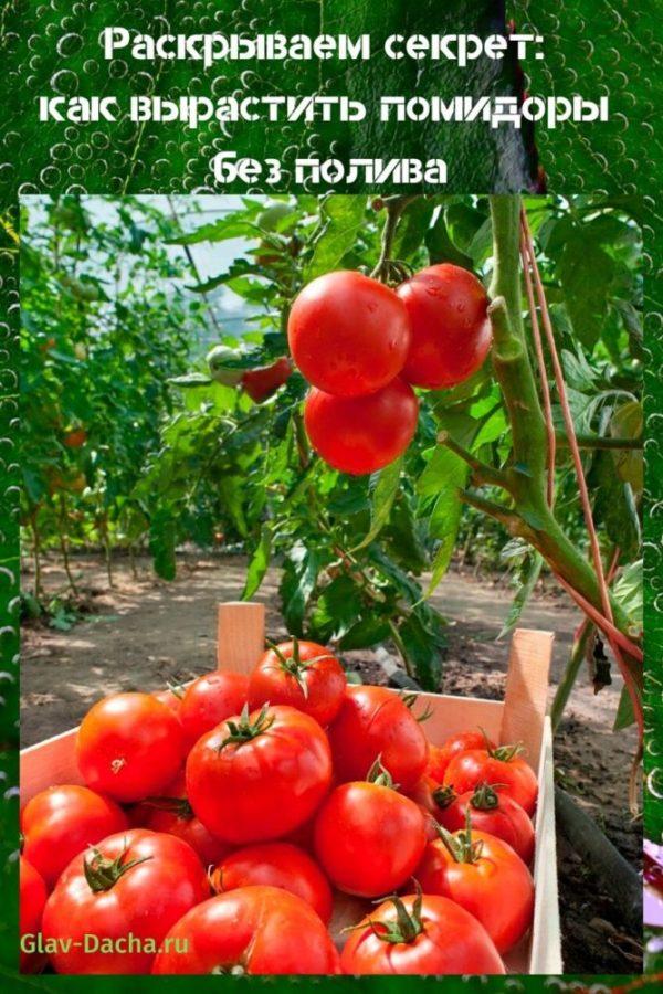 come coltivare i pomodori senza annaffiare