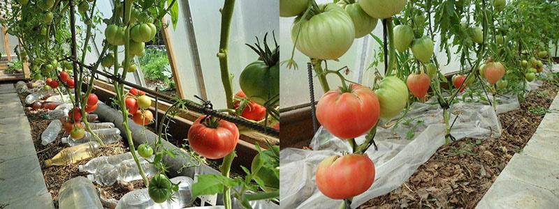 essensen af ​​metoden til dyrkning af tomater uden vanding