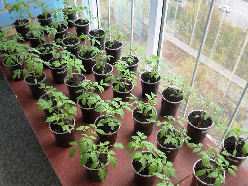 growing tomato seedlings