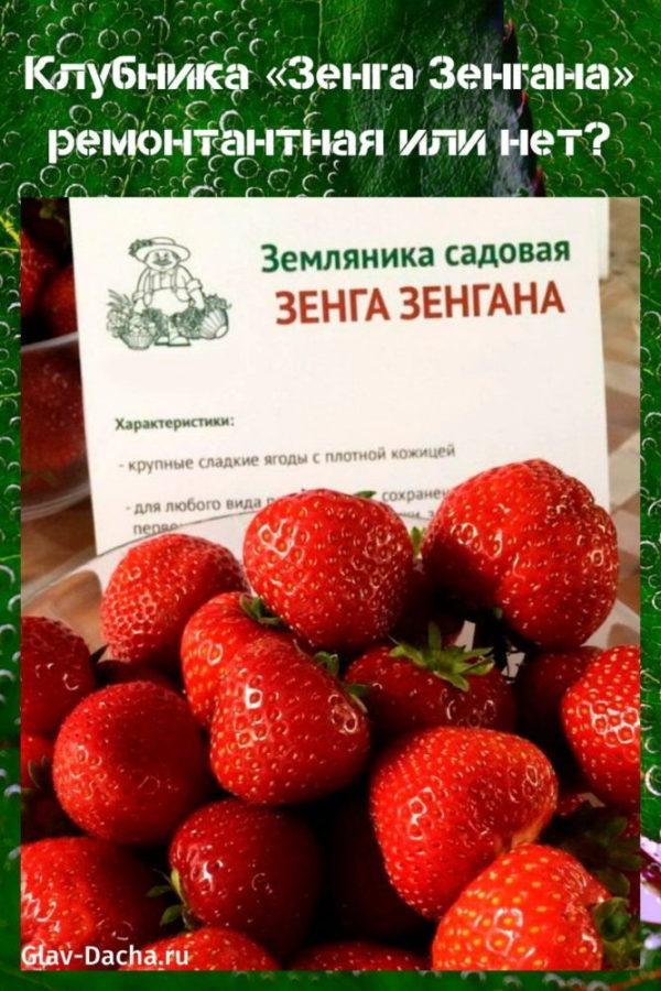 fraise zenga zengana