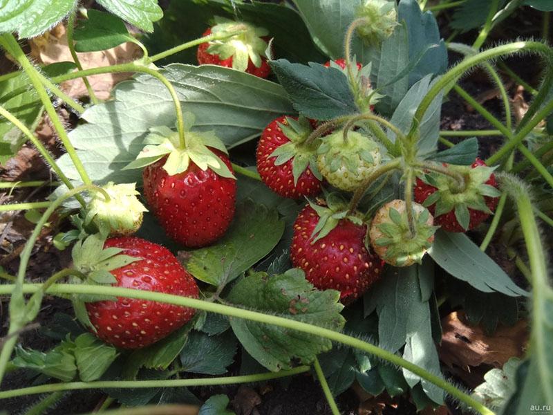 Hybrid erhalten durch Kreuzung von Erdbeeren von Markee und Sieger