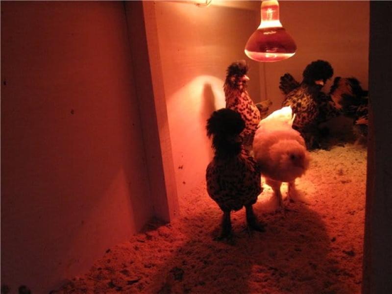 hur man värmer upp ett kycklinghus med en lampa