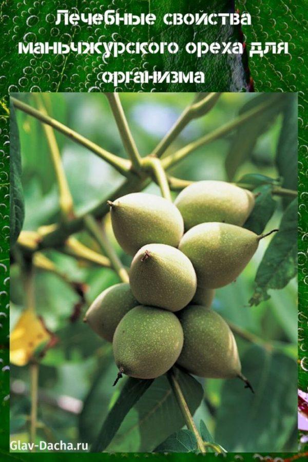 Manchu-pähkinän lääkinnälliset ominaisuudet
