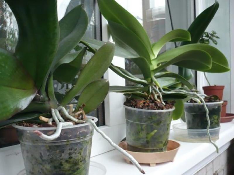 hur man får en orkidé att blomstra