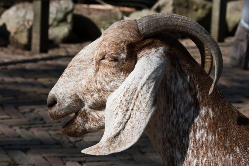 нубијски произвођач коза
