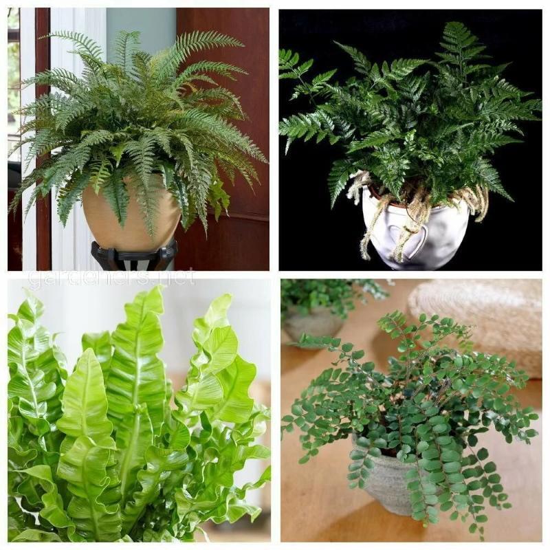 ferns indoor types and names