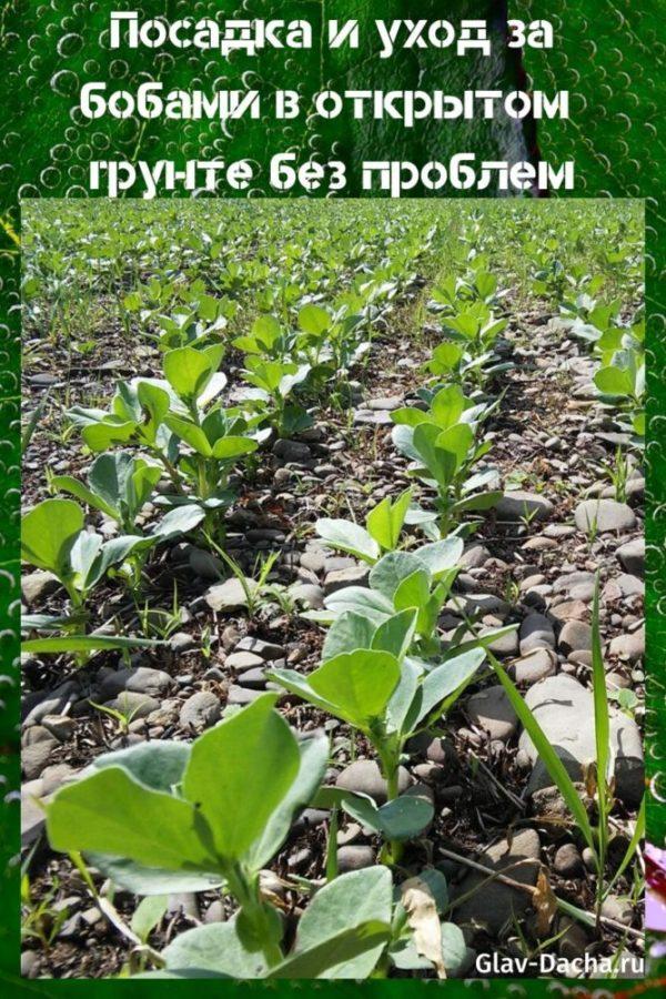 trồng và chăm sóc đậu trên bãi đất trống