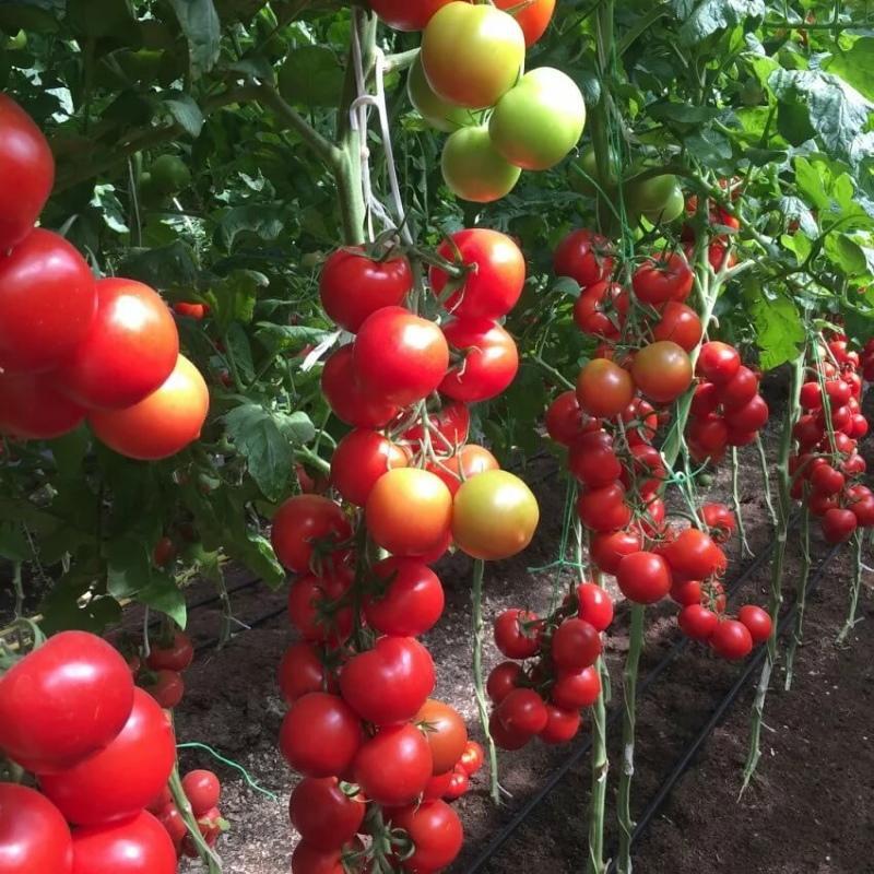 ciri-ciri tomato blagovest dan penerangan mengenai pelbagai