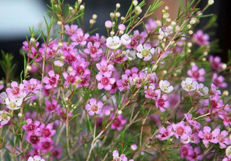chamelacium'un yemyeşil çiçeği