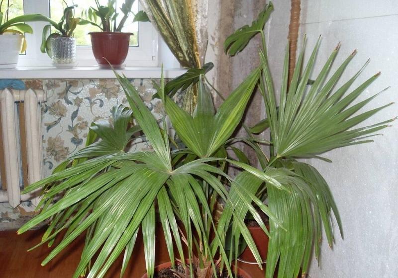 temperatur och belysning för palmer