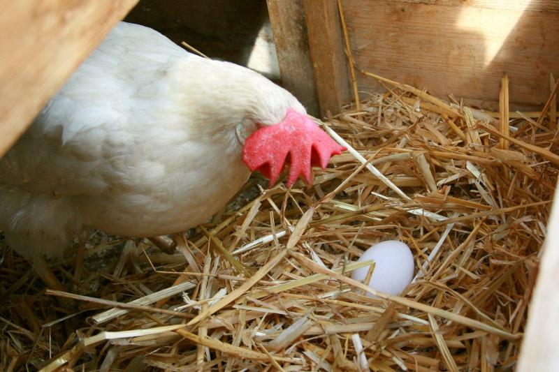 การผลิตไข่ของชั้น