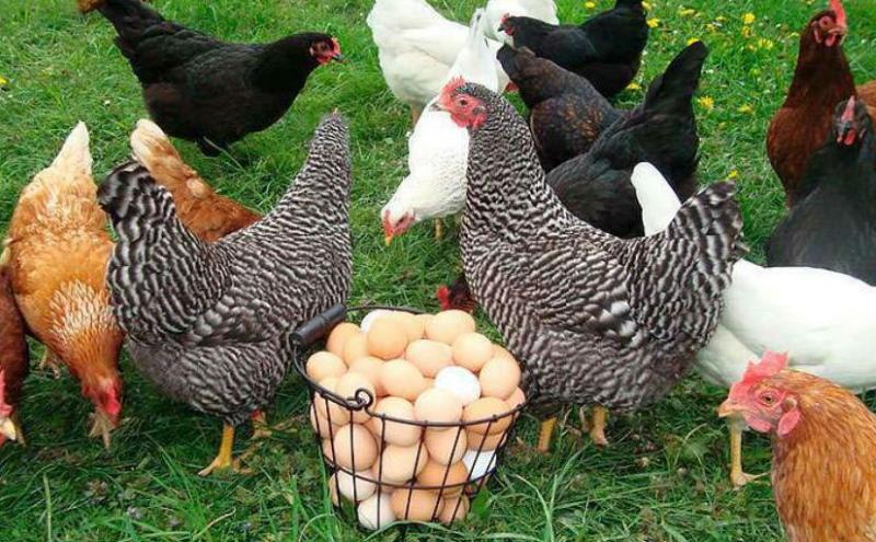 Was beeinflusst die Eiproduktion von Hühnern?