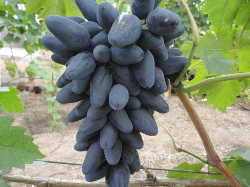 Zdjęcie opisu odmiany winogron wikingów