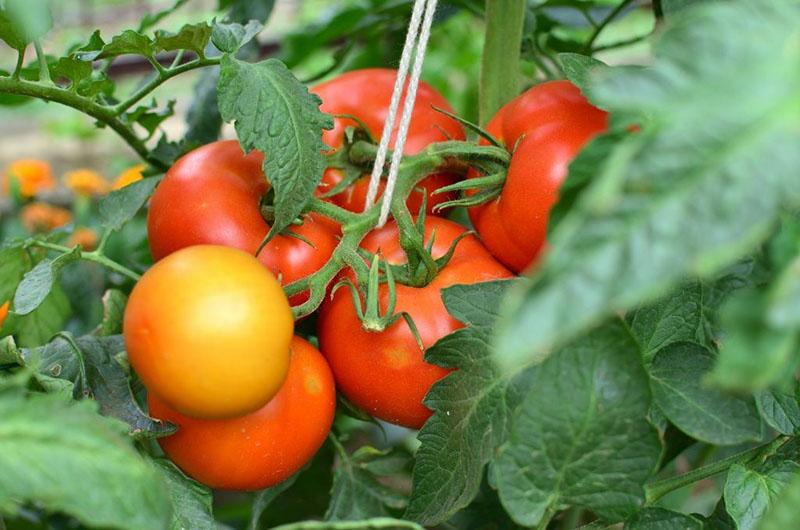 wysoka odmiana pomidorów