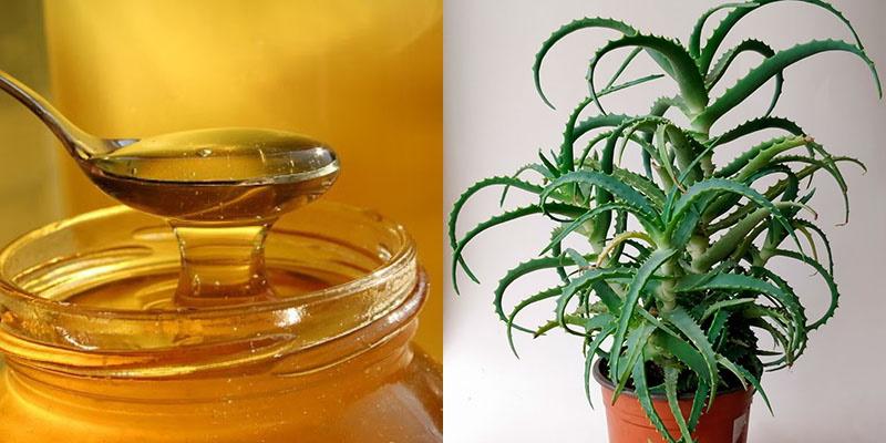 propriétés bénéfiques du miel et de l'aloès