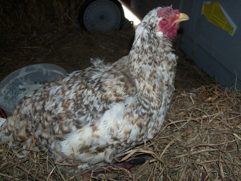 Baytril for the treatment of mycoplasmosis in chickens