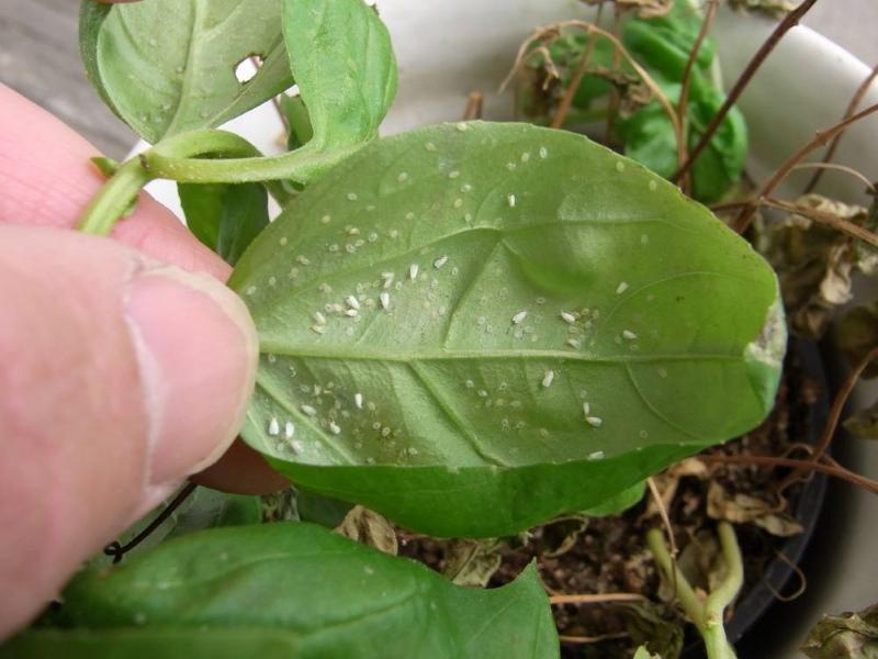 whitefly on indoor plants how to deal