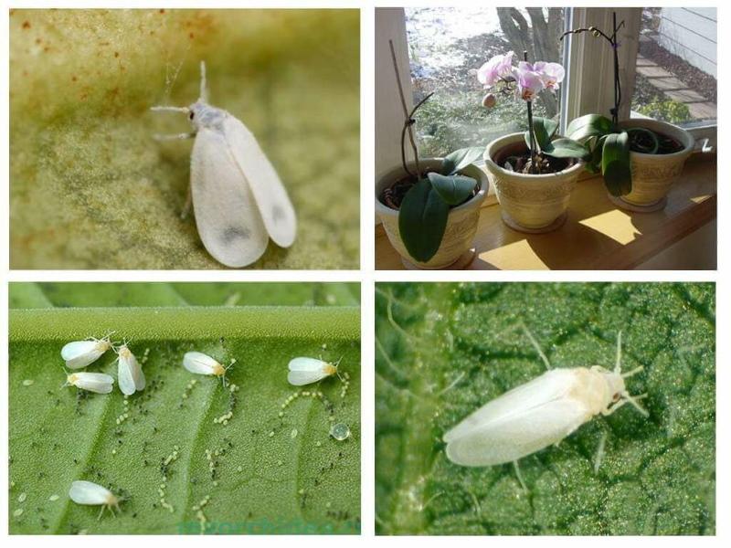 what does a whitefly look like