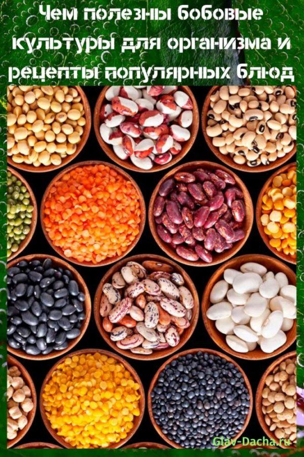 how are legumes useful?