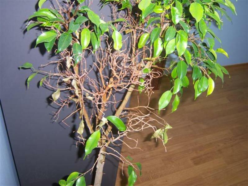 Ficus Benjamin Blätter fallen, was zu tun ist