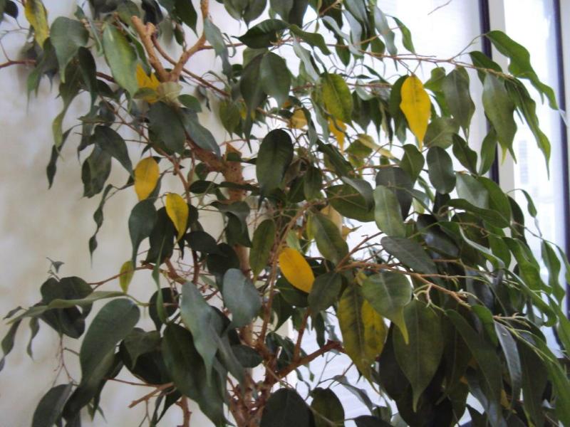 überschüssige Feuchtigkeit im Ficus