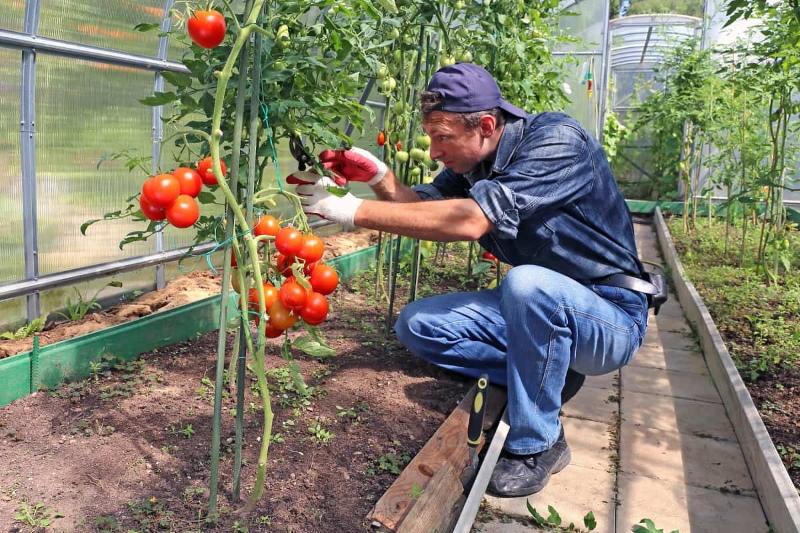 ползи от неопределени домати