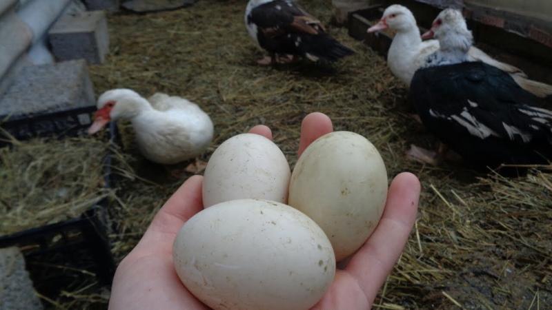 wenn die Indo-Enten anfangen, Eier zu legen
