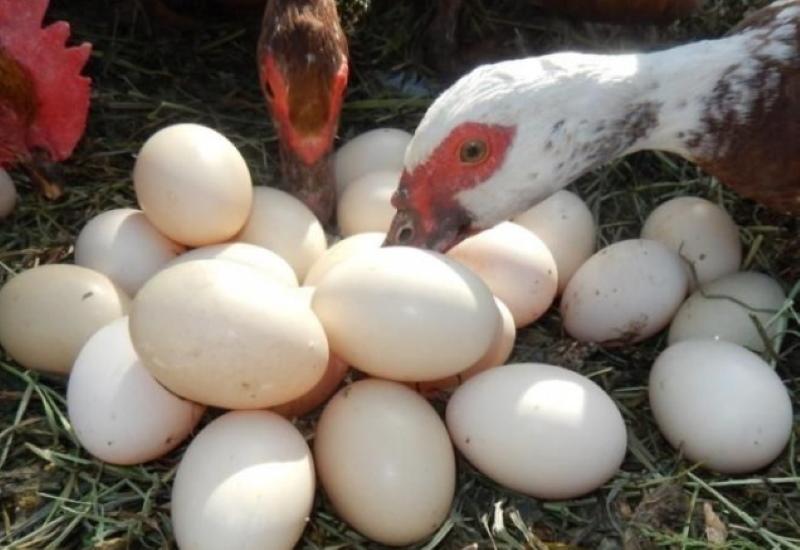 jak zvýšit produkci vajec