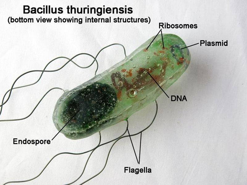 เซลล์ของแบคทีเรียของ III serotype Bacillus thuringiensis var. Kurstaki