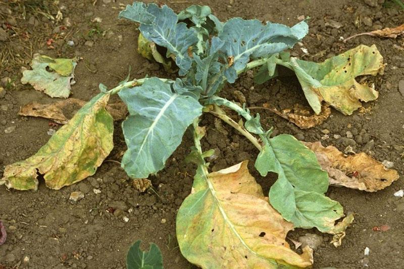 signs of cabbage disease