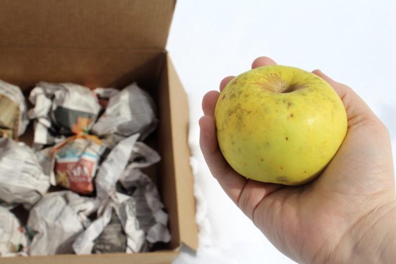 كيفية تخزين التفاح لفصل الشتاء