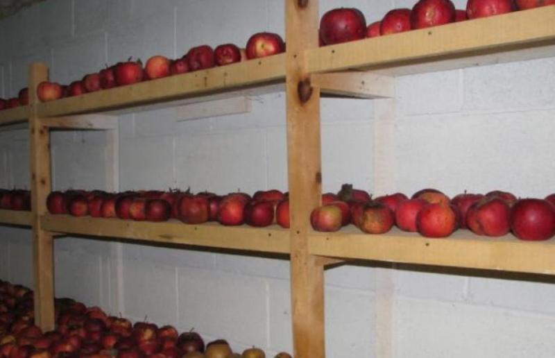 garder les pommes sur l'étagère