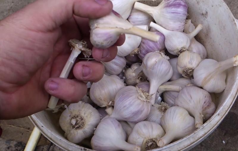 garlic before planting