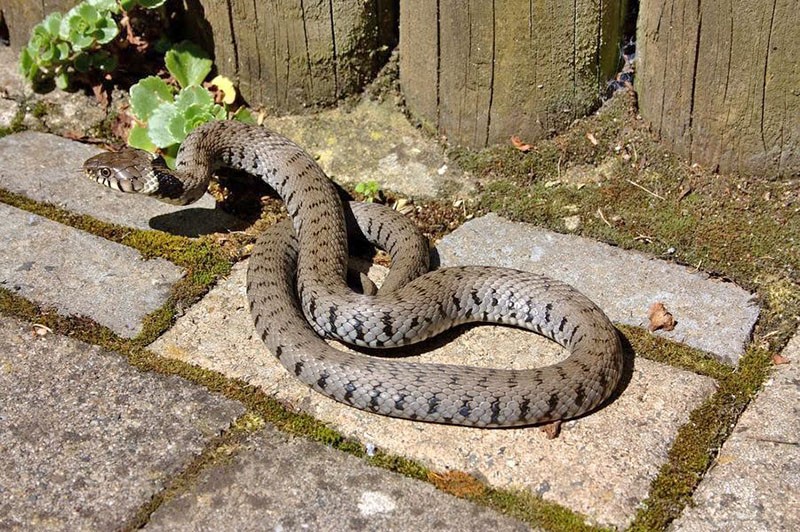 șerpi la cabana lor de vară