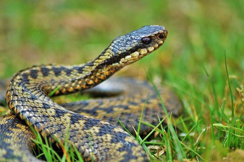 змија међу травом