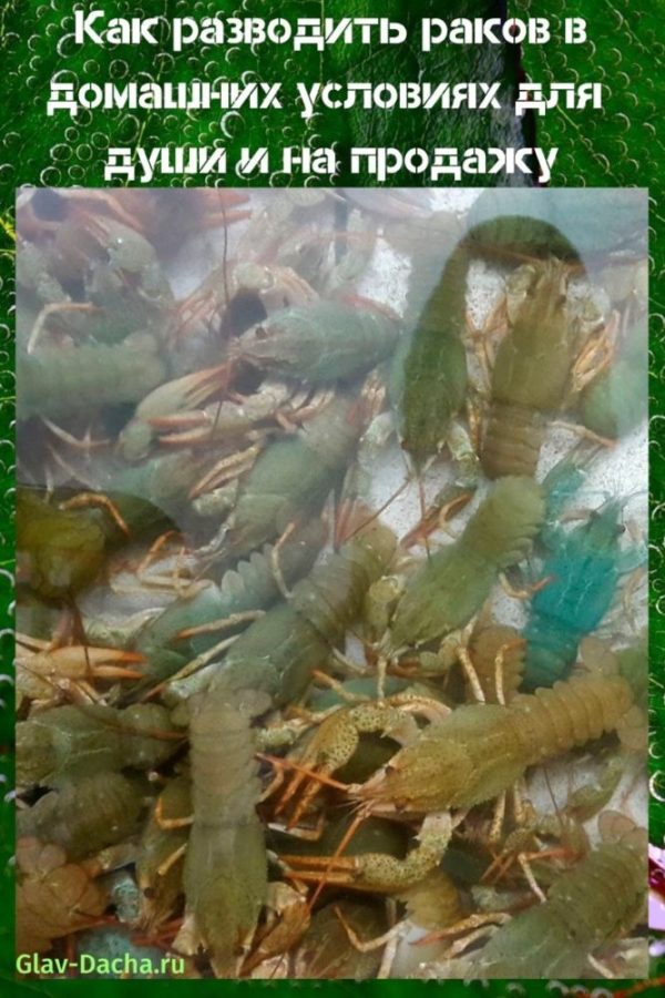 kung paano mag-breed ng crayfish sa bahay