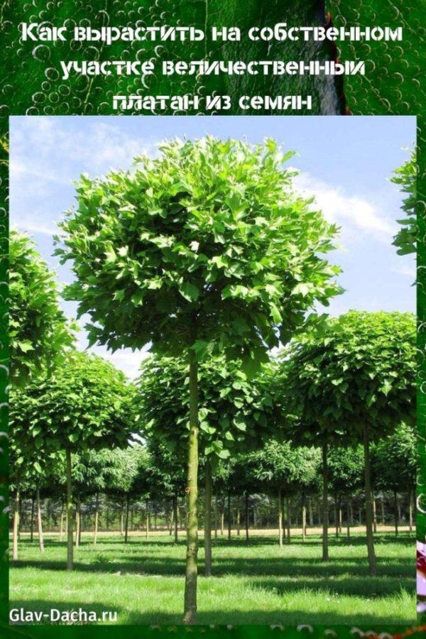 kako iz sjemena uzgajati stablo platane