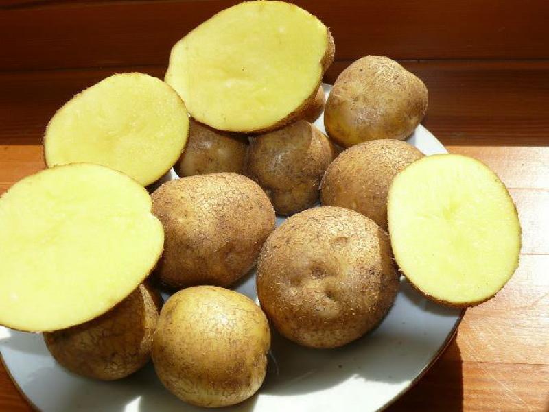 Opis zdjęcia i recenzje odmiany ziemniaka Veneta