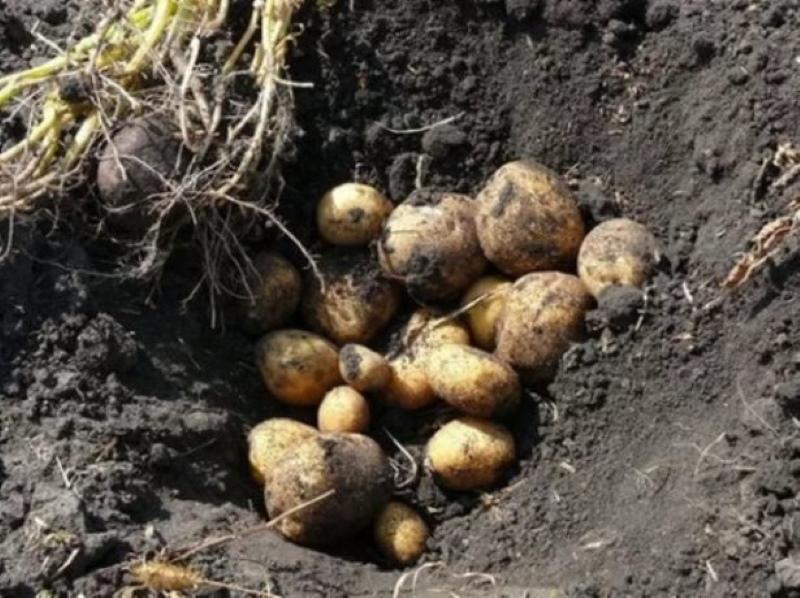 Veneta potato yield
