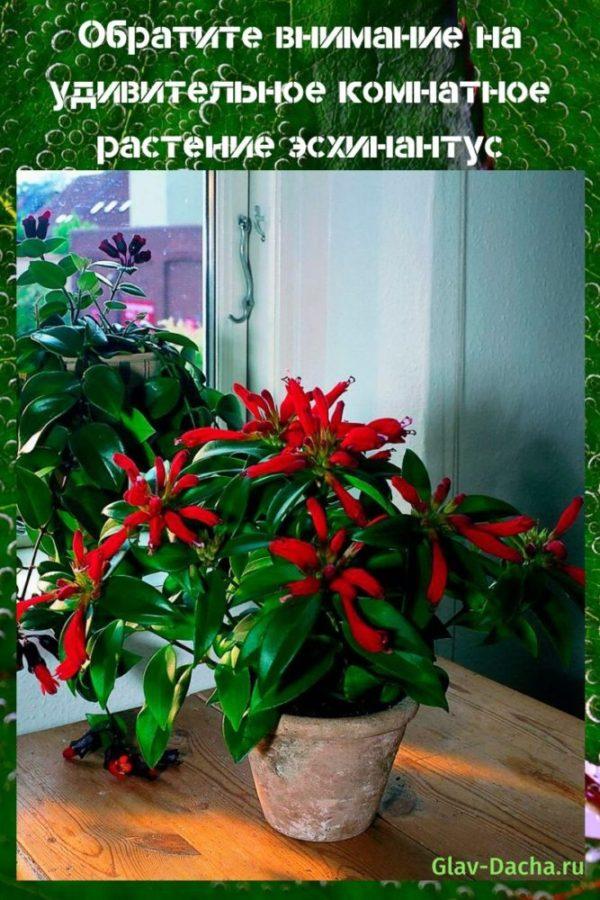 plantă de casă eschinanthus