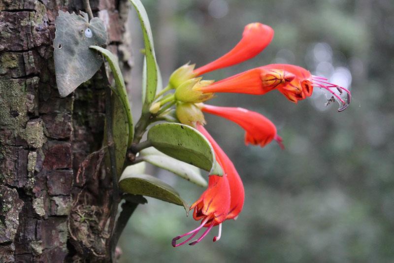 Aeschinanthus on a tree