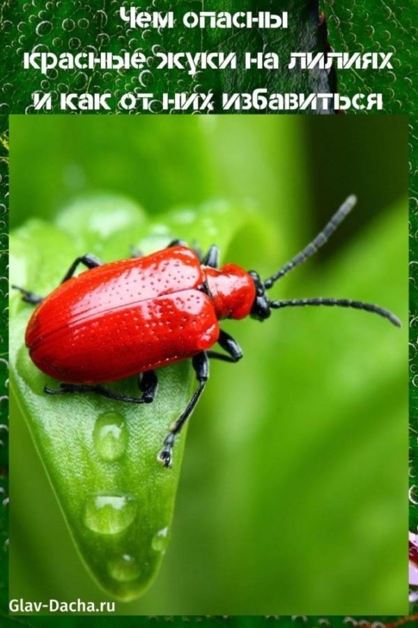 coléoptères rouges sur les lis