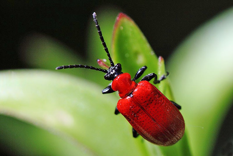 ľalia chrastítko červeného chrobáka