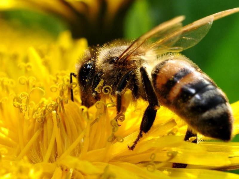 Medizin für Bienen Apimax