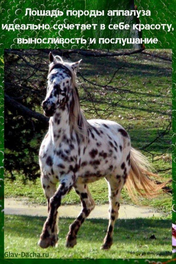 Cavall Appaloosa